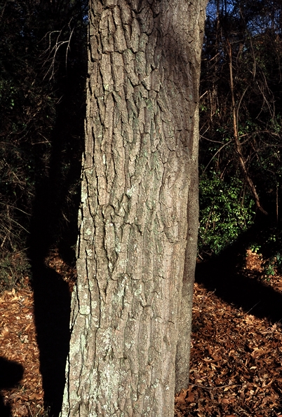 {Oxydendrum arboreum}